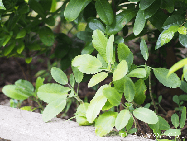 葉っぱから葉っぱが生まれる 幸せのマザーリーフ In西表島 ていさん家の島ぐらし 沖縄西表島情報