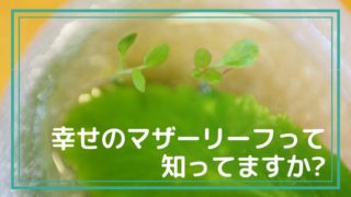 マザーリーフ