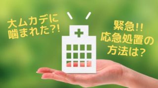 ムカデ応急処置