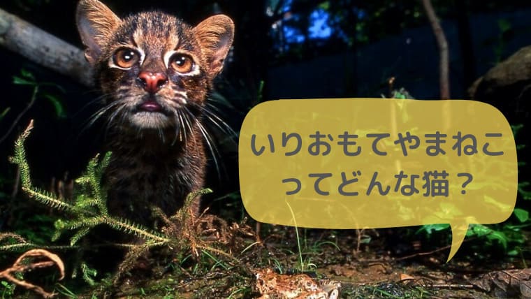 イリオモテヤマネコはどんな猫 特徴は 動物園で会える 生息地や数