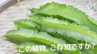 四角豆
