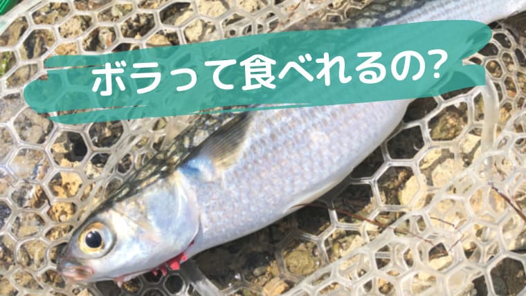 沖縄のボラは食べられる 臭くない おいしいの ていさん家の島ぐらし 沖縄西表島情報