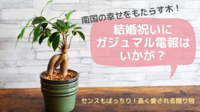 ガジュマル表紙