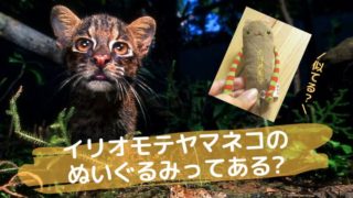 イリオモテヤマネコはどんな猫 特徴は 動物園で会える 生息地や数なども徹底調査 ていさん家の島ぐらし 沖縄西表島情報
