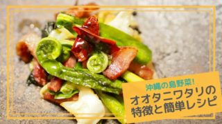 オオタニワタリ表紙