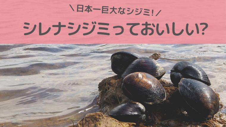 シレナシジミっておいしい 日本一大きいシジミを実際に食べてみた ていさん家の島ぐらし 沖縄西表島情報