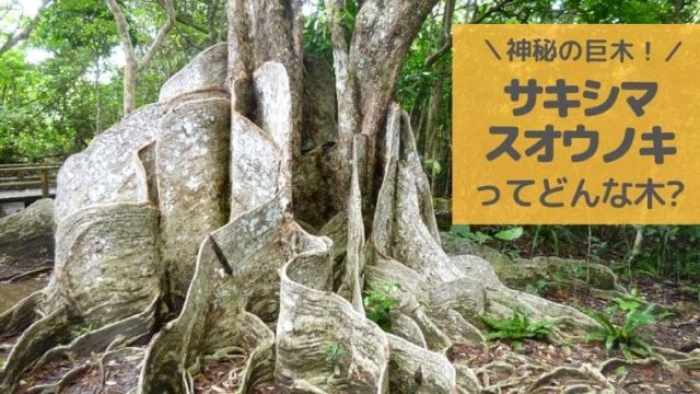 サキシマスオウノキと種と実