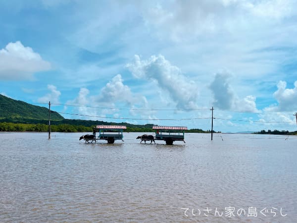 由布島の水牛車